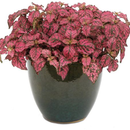 Picture of Hippo® Rose Hypoestes Plant
