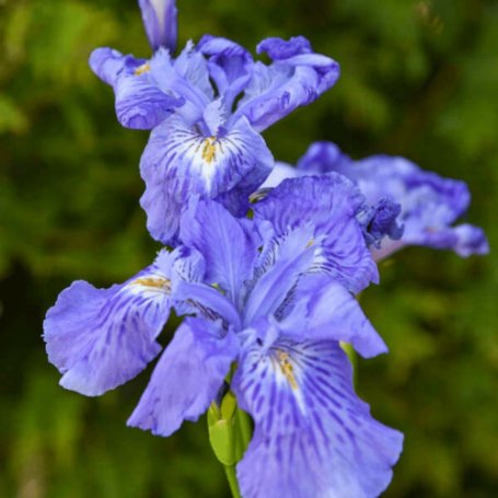 Picture of Ming Treasure Iris Plant