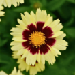 Picture of UpTick™ Cream and Red Coreopsis Plant