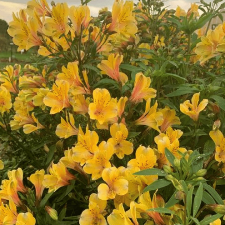 Picture of Golden Tiara Peruvian Lily Plant