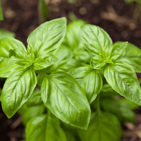 Picture of Dolce Fresca Basil Herb Plant