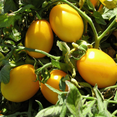 Picture of Yellow Roma Tomato Plant