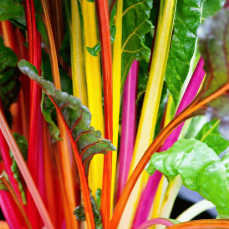 Picture of Bright Lights Swiss Chard