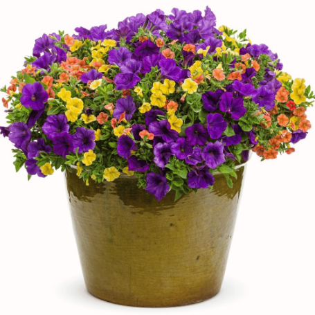 Picture of Proven Winners® Autumn Breeze Flower Combination
