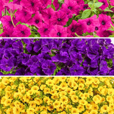 Picture of Proven Winners® Hello Gorgeous Flower Combination