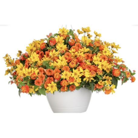 Picture of Proven Winners® Island Time Flower Combination