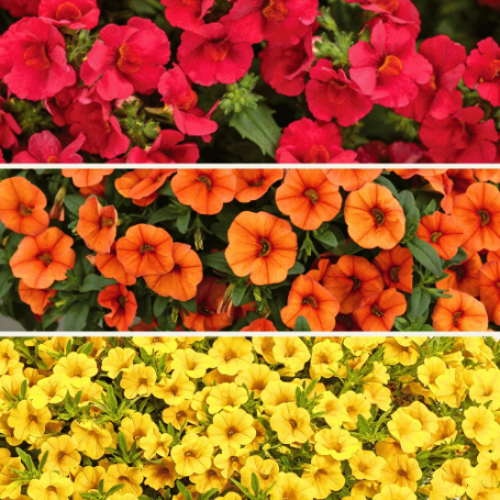 Picture of Proven Winners® Leaf Peeper Flower Combination