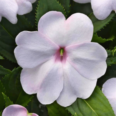 Picture of Solarscape® White Shimmer Interspecific Impatiens Plant