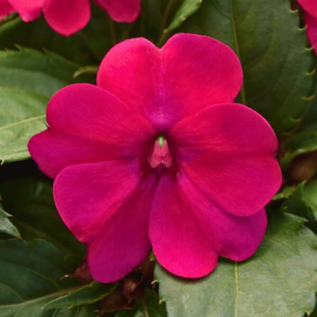Picture of Solarscape® Magenta Bliss Interspecific Impatiens Plant