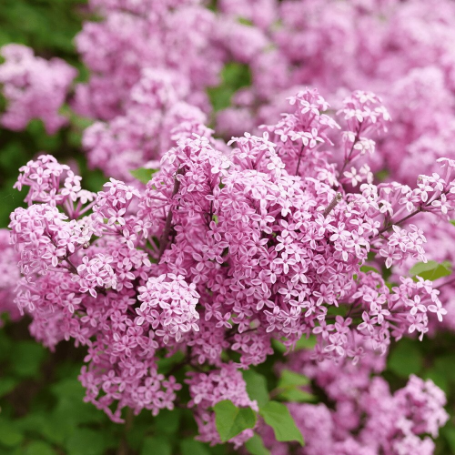 Picture of Bloomerang® Purpink Lilac Bush