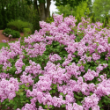Picture of Bloomerang® Purpink Lilac Bush