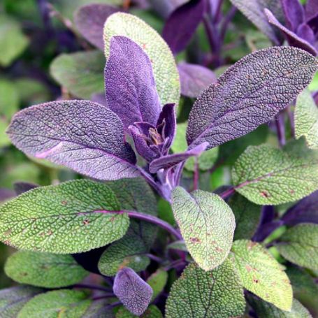 Picture of Purple Sage Herb Plant