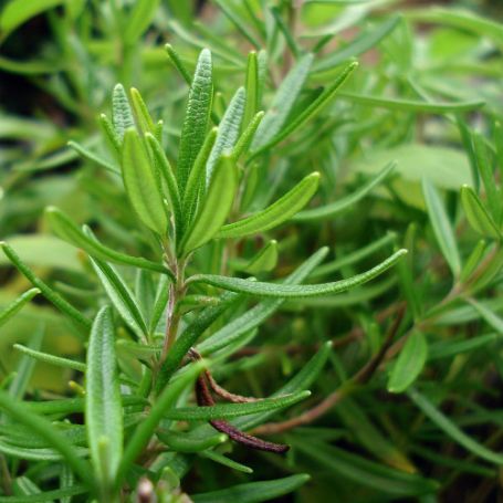 Picture of Salem Rosemary Herb Plant