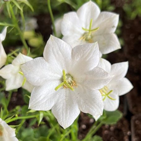 Picture of Tussock White Campanula Plant