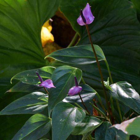 Picture of Purple Anthurium Houseplant
