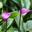 Picture of Purple Anthurium Houseplant
