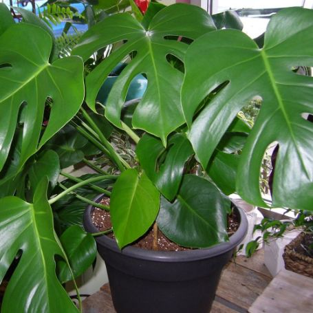 Picture of Split Leaf Monstera Houseplant