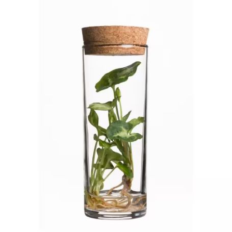 Picture of H2O® Mini Collection - GrowJoy Houseplant Subscription