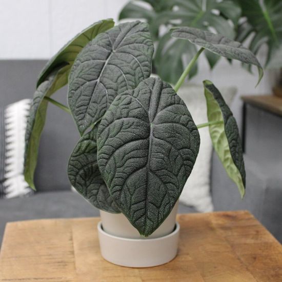 Picture of Mythic™ Dragonite™ Alocasia Houseplant