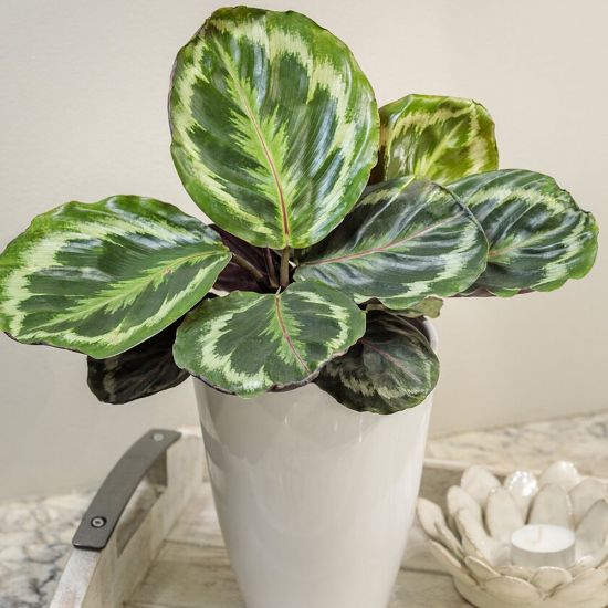 Picture of Color Full® Medallion Calathea Houseplant