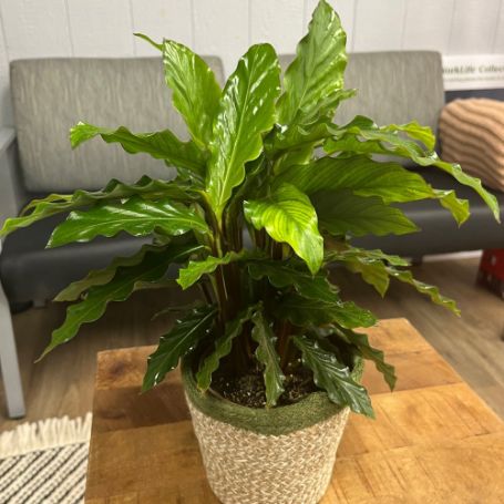 Picture of Color Full® Soft Kitty™ Calathea Houseplant