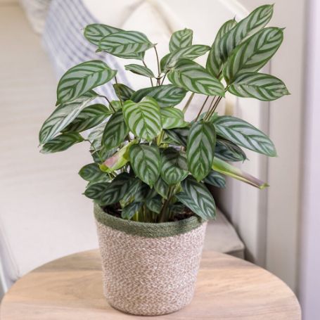 Picture of Sweet Dreams™ Exotica Ctenanthe Houseplant