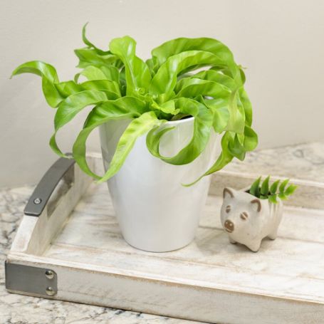 Picture of Living Lace™ Hurricane Fern Houseplant