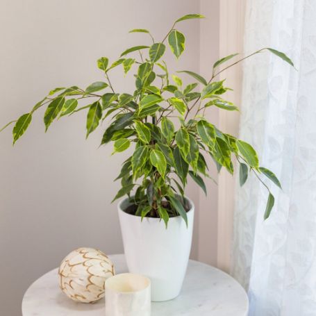 Picture of Cling-On® Anastasia Weeping Fig Houseplant