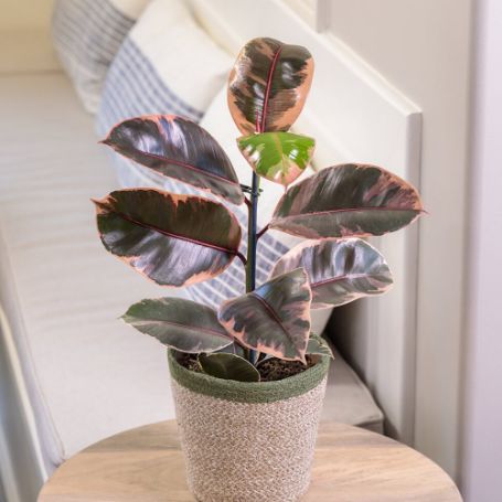Picture of Chroma® Belize Rubber Houseplant