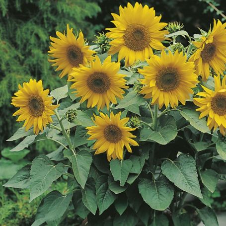 Picture of Pacino Gold Sunflower