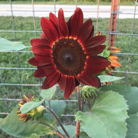 Picture of Velvet Queen Sunflower