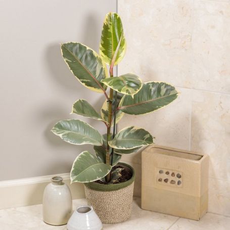 Picture of Chroma® Tineke Rubber Houseplant