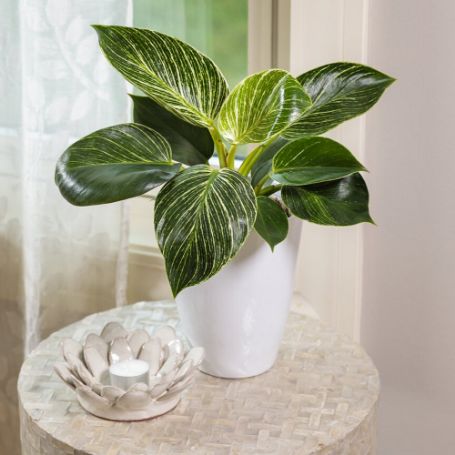 Picture of Prismacolor™ Birkin Philodendron Houseplant