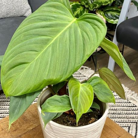 Picture of Prismacolor™ Fozzie™ Philodendron Houseplant