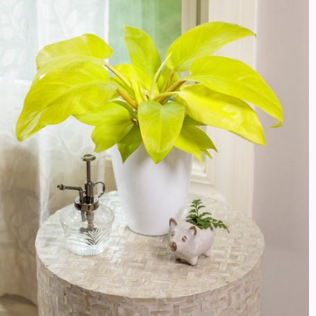 Picture of Prismacolor™ Lemon Lime Philodendron Houseplant