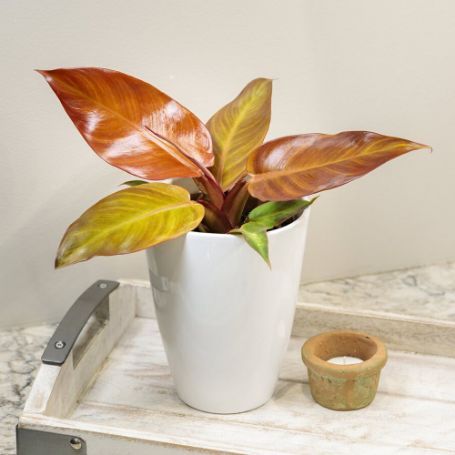 Picture of Prismacolor™ Sun Red Philodendron Houseplant