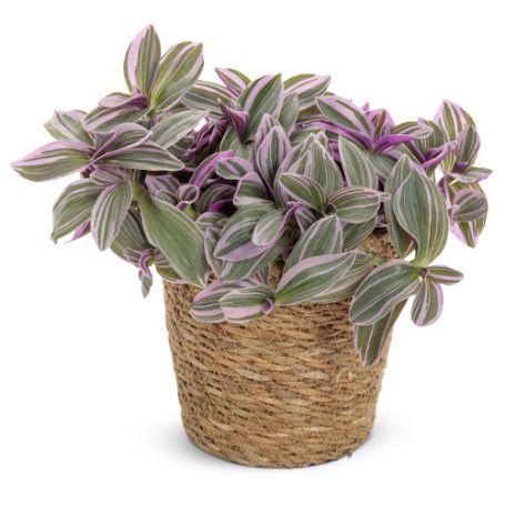 Picture of Feeling Flirty™ Purple Tradescantia Houseplant