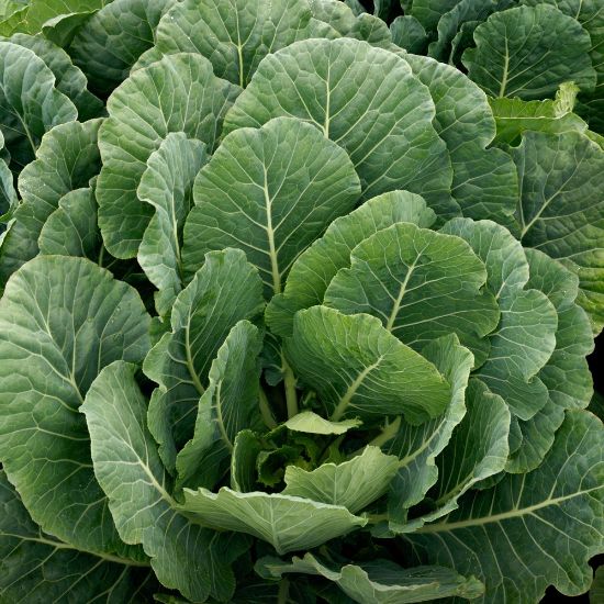 Picture of Top Bunch Collard Greens Plant