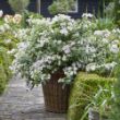 Picture of Fairytrail Bride® Cascade Hydrangea® Bush