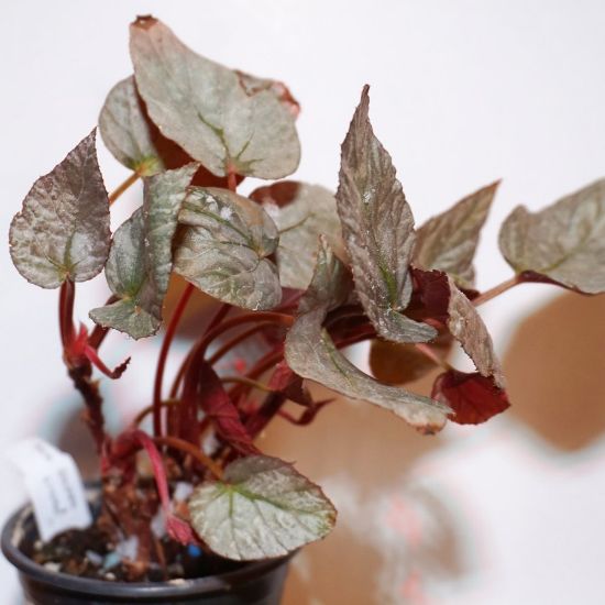 Picture of Silver Limbo Rex Begonia