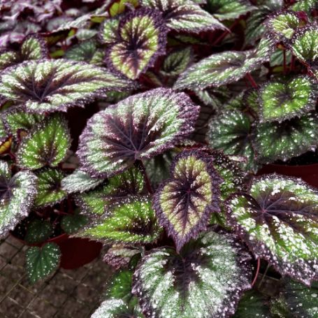 Picture of Harmony's Starry Night Rex Begonia