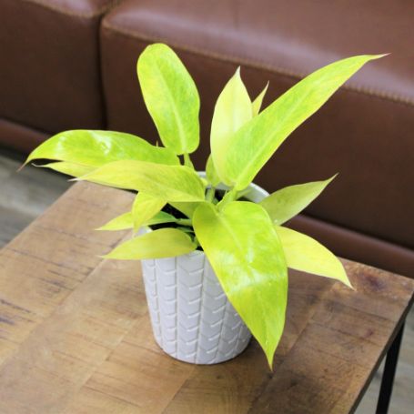 Picture of Calkins Gold Philodendron Houseplant