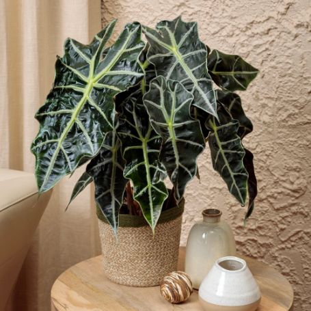 Picture of Mythic™ Nessie™ Alocasia Houseplant