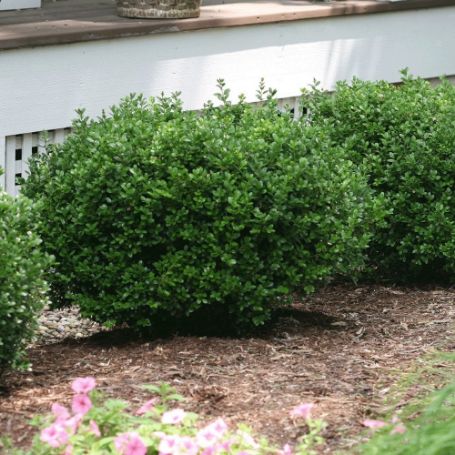 Picture of Sprinter Buxus