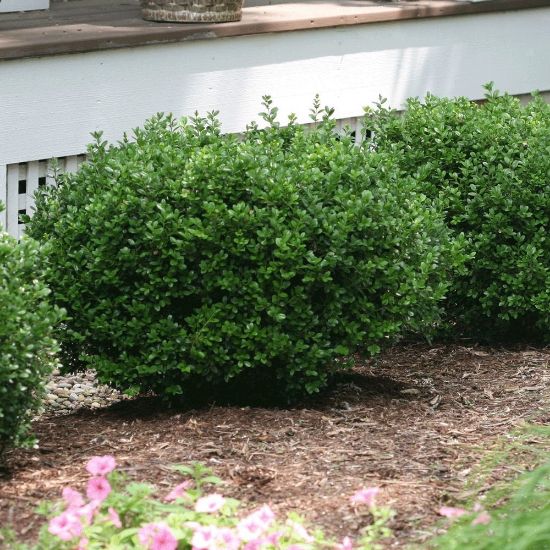 Picture of Sprinter® Buxus