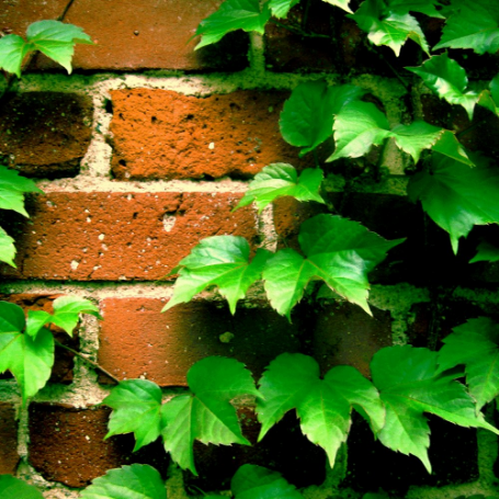 Picture of Boston Ivy