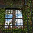 Picture of Boston Ivy