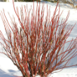 Picture of Arctic Fire® Red Dogwood Bush