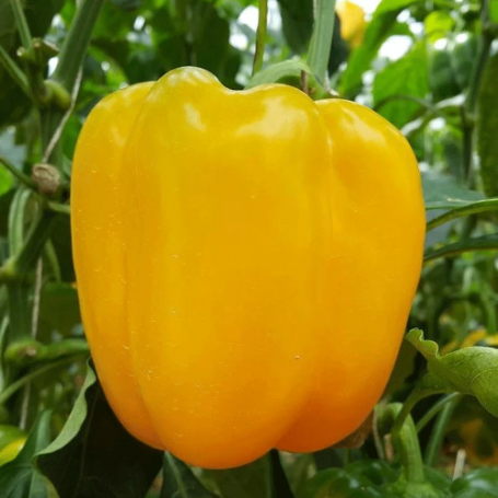 Picture of Sunbright Sweet Pepper Plant