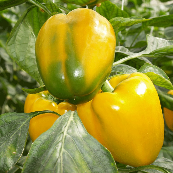 Picture of Early Summer Sweet Pepper Plant